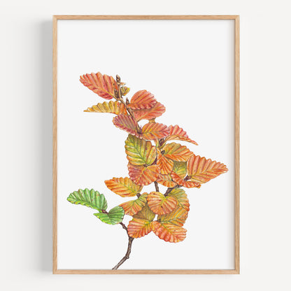 Nothefagus - Fine Art Print