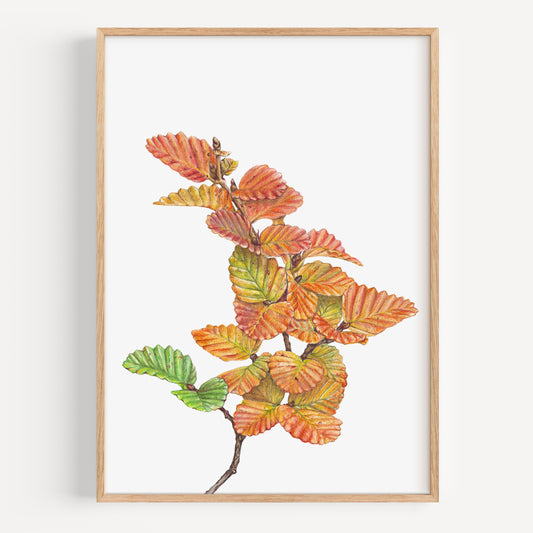 Nothefagus - Fine Art Print