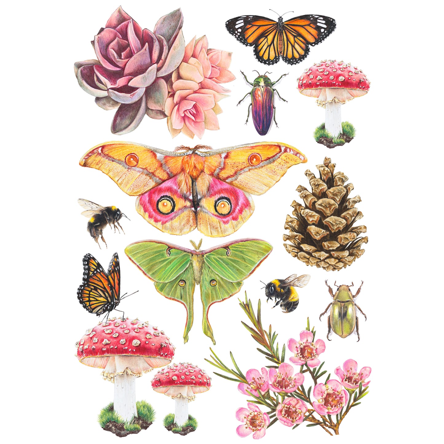 Find and Forage - Fine Art Print
