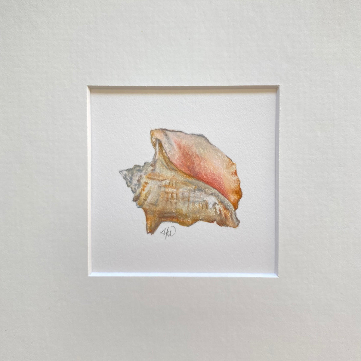 Original - Miniature Conch Shell
