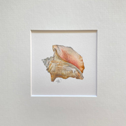 Original - Miniature Conch Shell