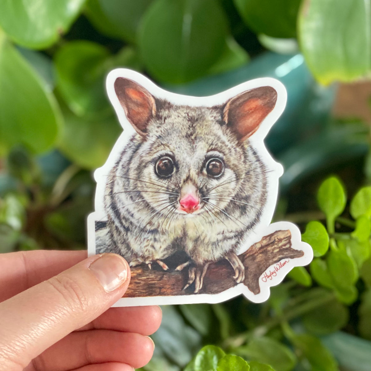 Brushtail Possum - Sticker