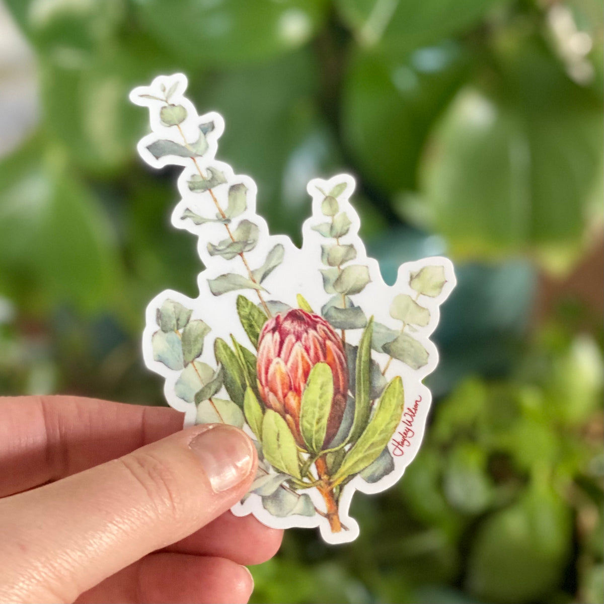 Protea & Eucalyptus - Sticker