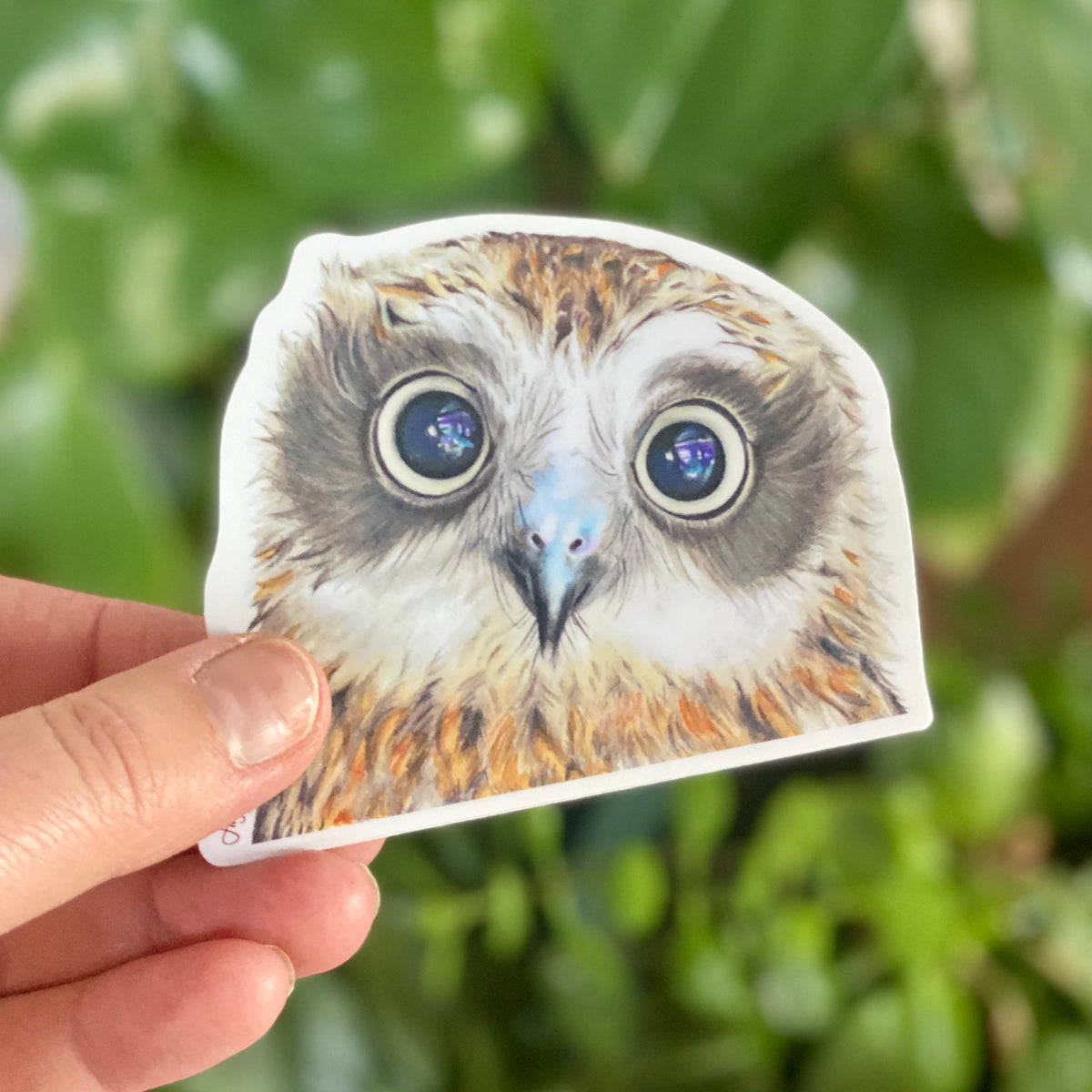 Boobook Owl - Sticker