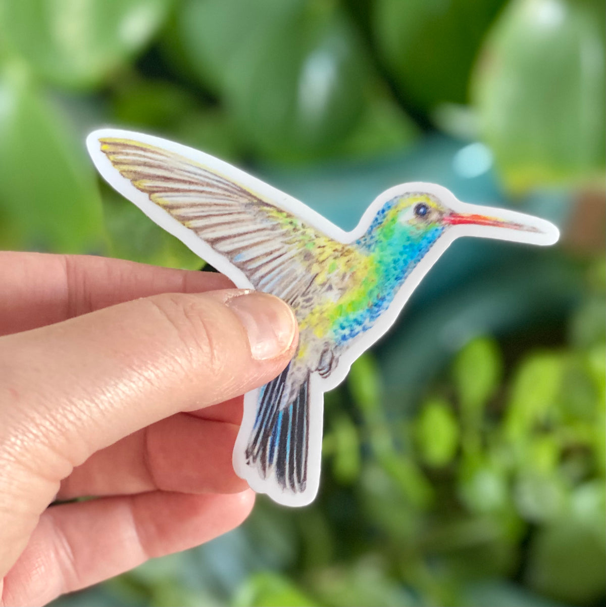 Hummingbird - Sticker