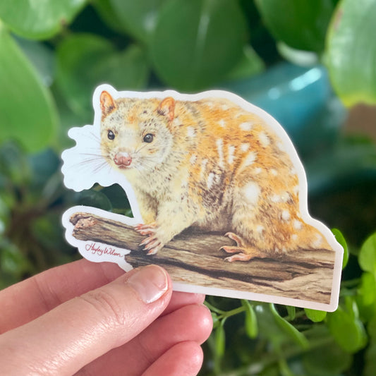 Spotted-tailed Quoll - Sticker
