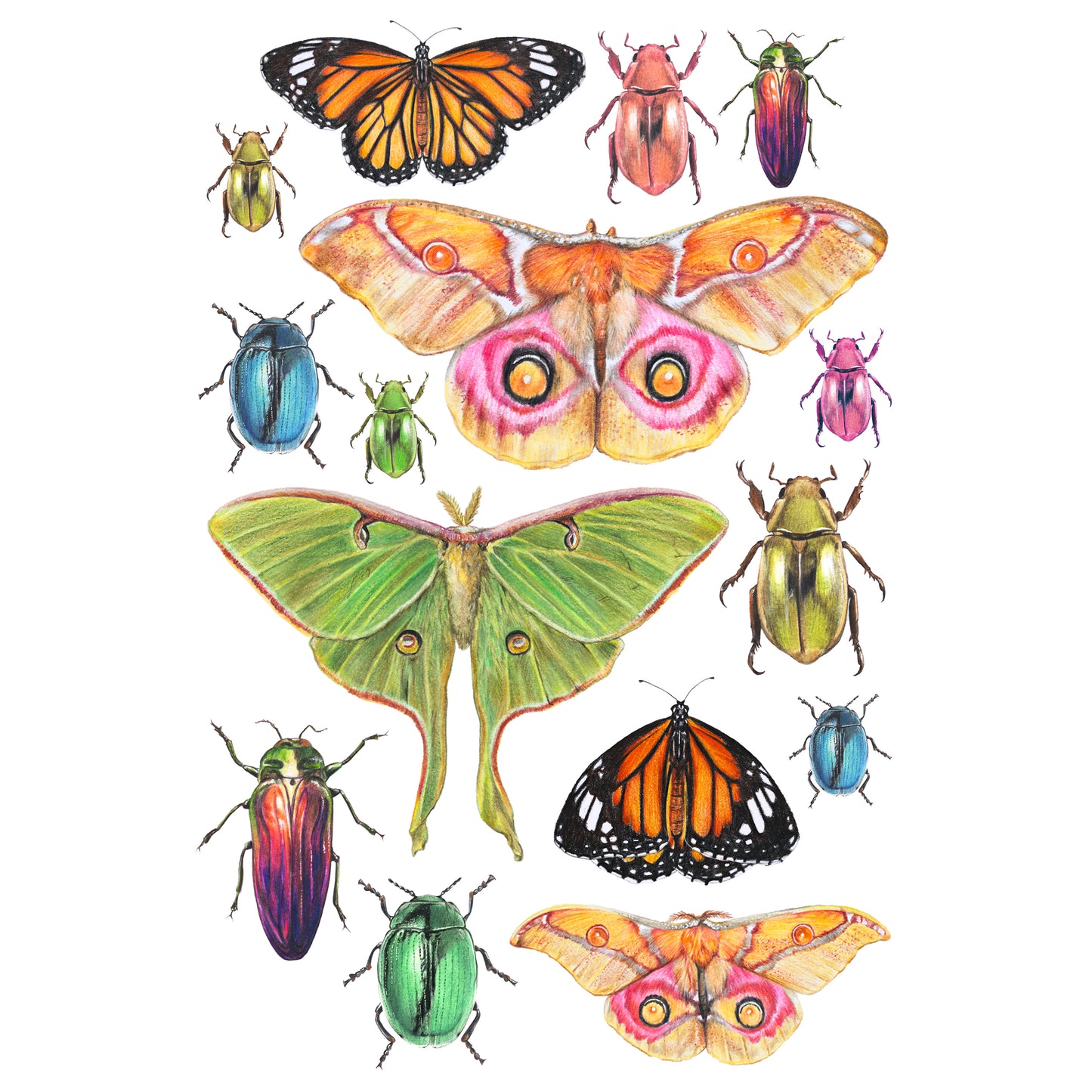 Insects - Fine Art Print