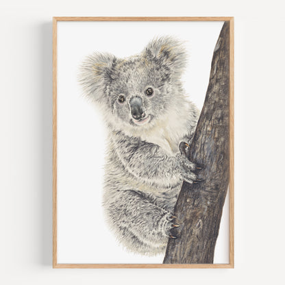 Koala - Fine Art Print