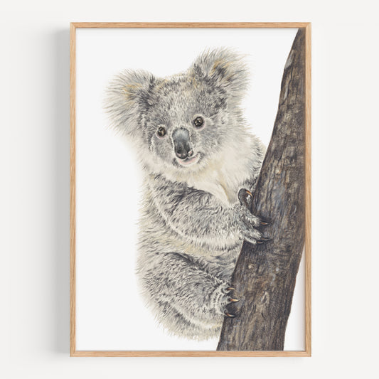 Koala - Fine Art Print