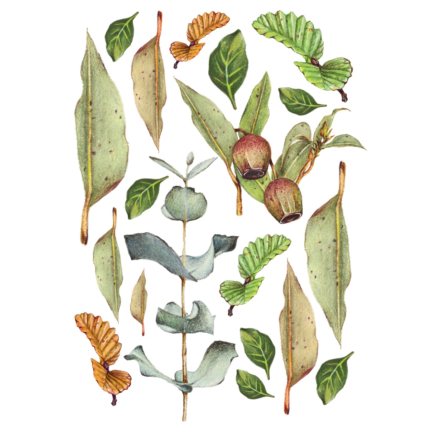 Leaves - Fine Art Print