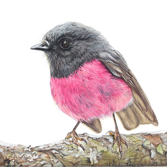 Pink Robin Fine Art Print
