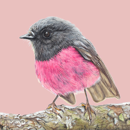 Pink Robin/mauve - Fine Art Print