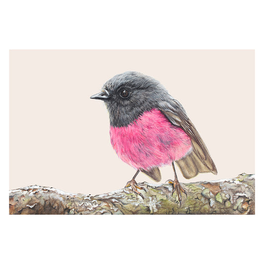 Pink Robin/pink Fine Art Print