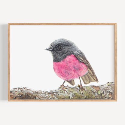 Pink Robin - Fine Art Print