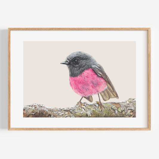 Pink Robin/light - Fine Art Print