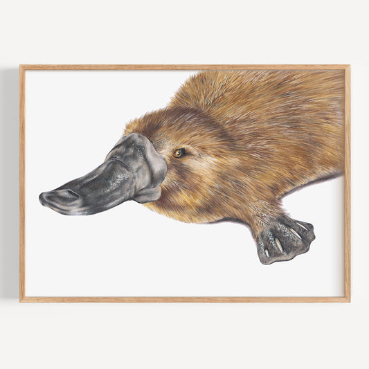 Platypus - Fine Art Print