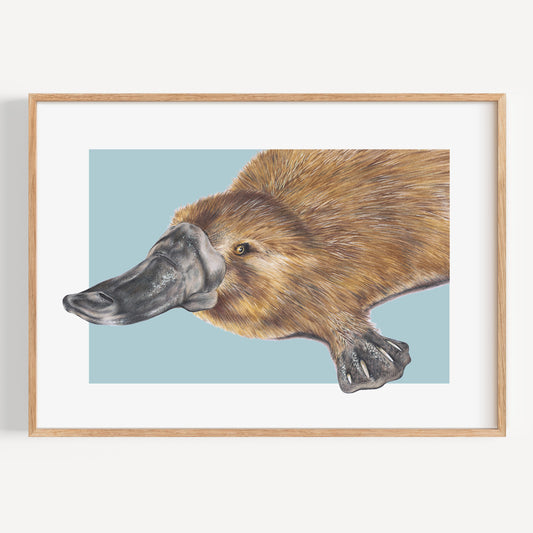 Platypus/blue - Fine Art Print