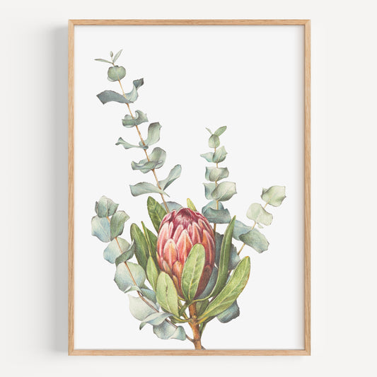 Protea/Eucalyptus - Fine Art Print