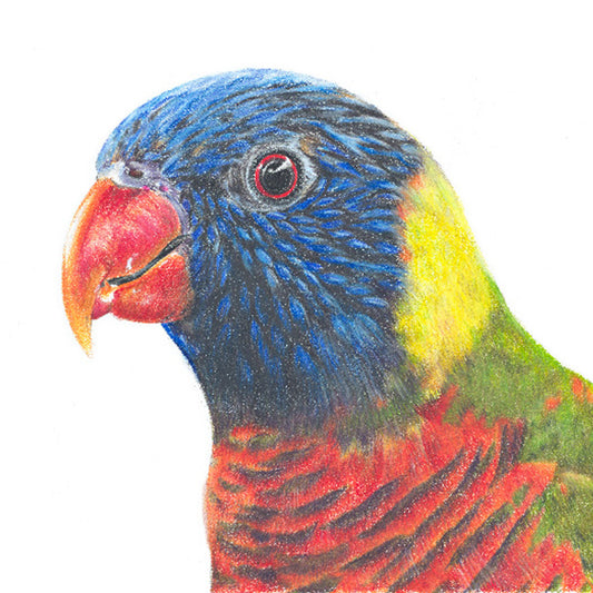 Rainbow Lorikeet Fine Art Print