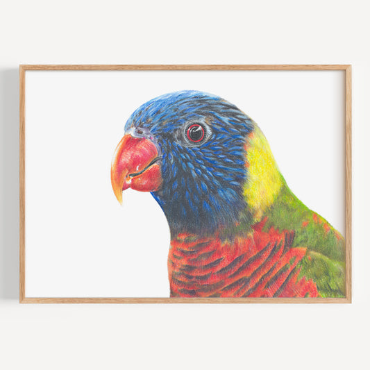 Rainbow Lorikeet - Fine Art Print