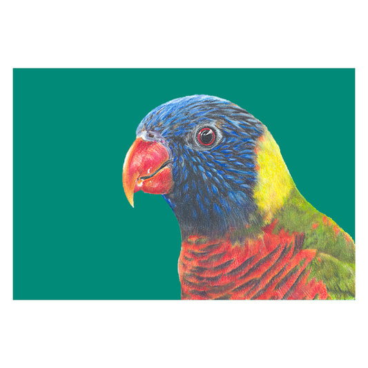 Rainbow Lorikeet/teal Fine Art Print