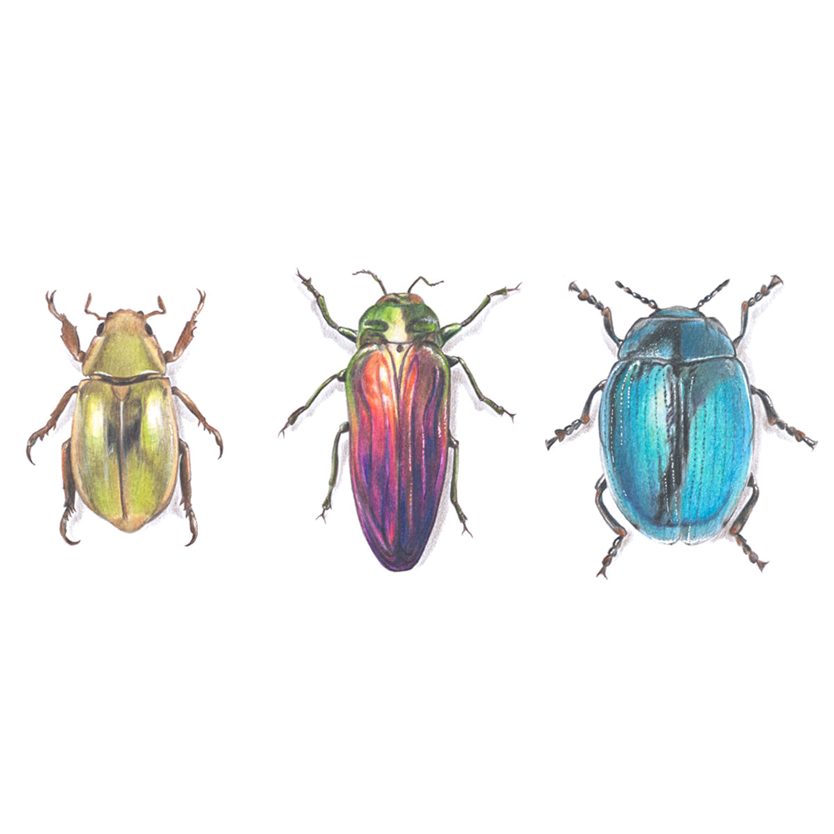 Scarab Beetles Greeting Card