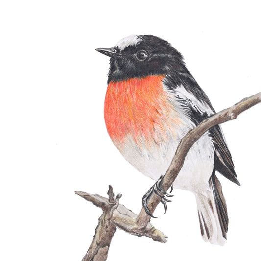 Scarlet Robin Fine Art Print