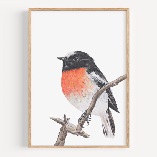 Scarlet Robin - Fine Art Print