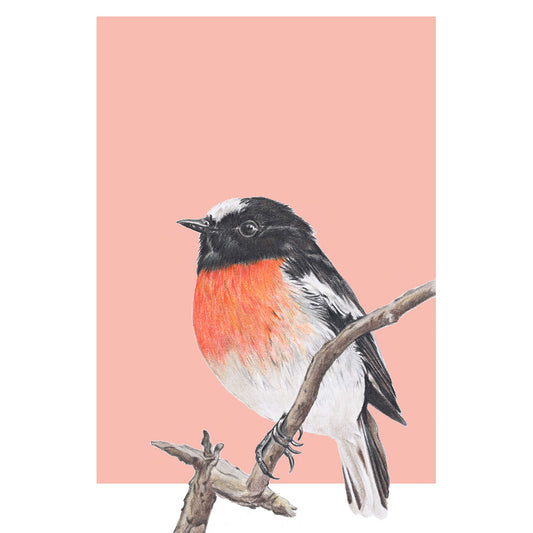 Scarlet Robin/peach Fine Art Print
