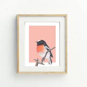 Scarlet Robin/peach Fine Art Print