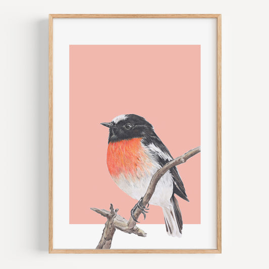 Scarlet Robin/peach - Fine Art Print