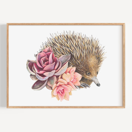 Short-beaked Echidna - Fine Art Print