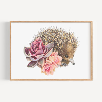 Short-beaked Echidna Fine Art Print