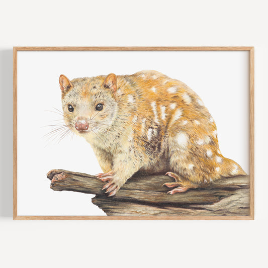 Spotted-tailed Quoll - Fine Art Print