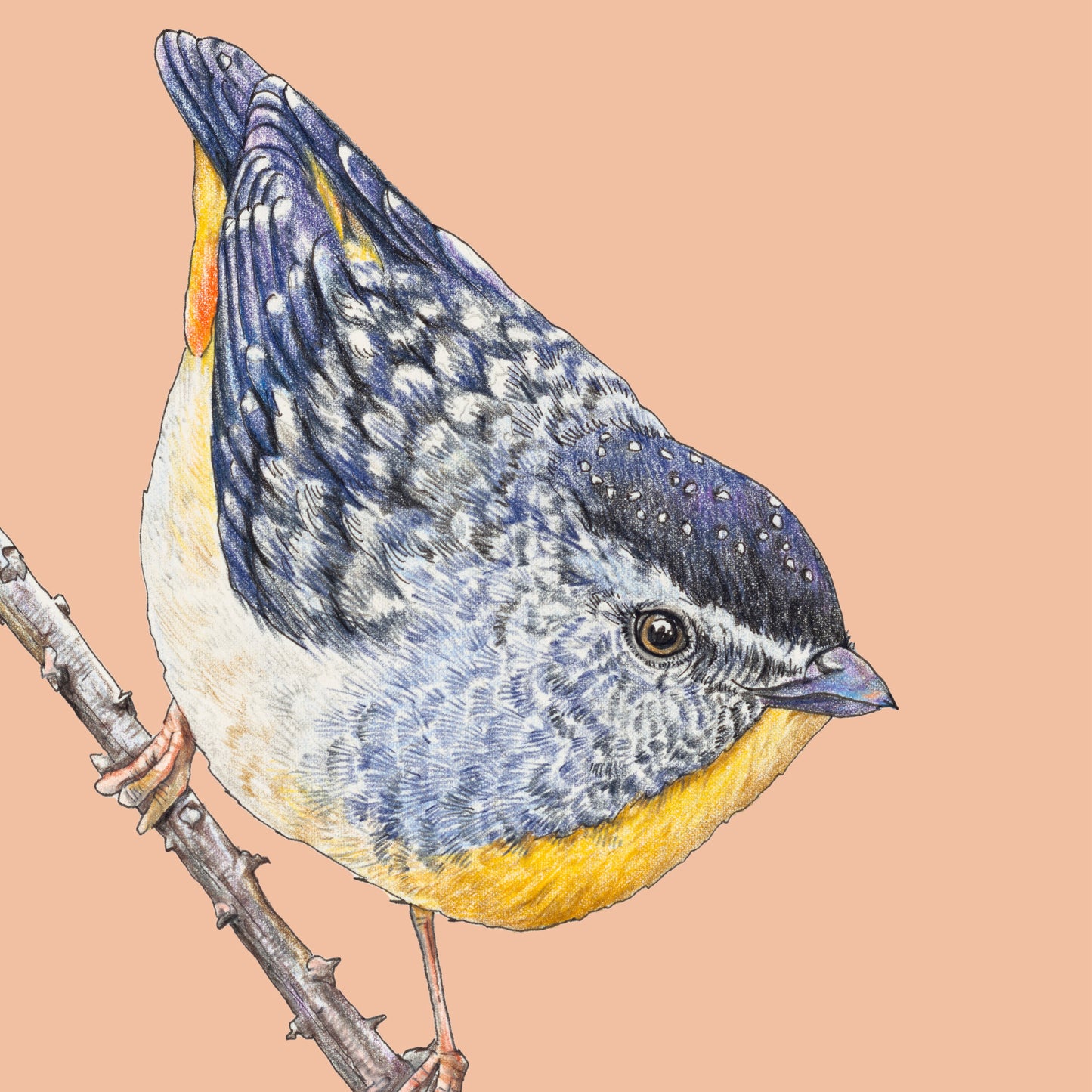 Spotted Pardalotte - Fine Art Print