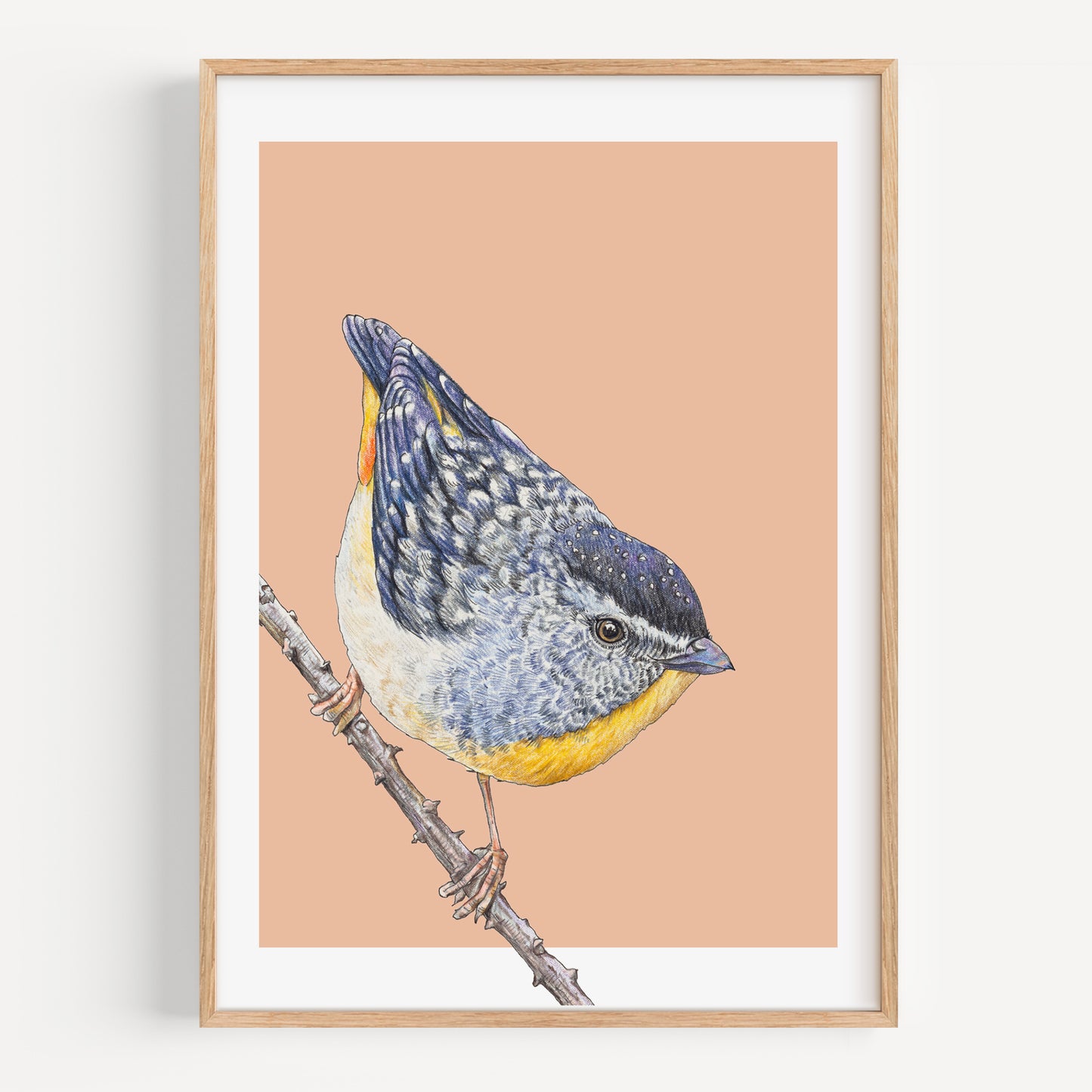 Spotted Pardalotte - Fine Art Print
