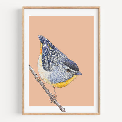 Spotted Pardalotte - Fine Art Print