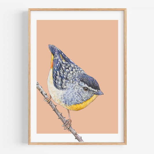 Spotted Pardalotte - Fine Art Print