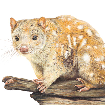 Spotted-tailed Quoll Fine Art Print
