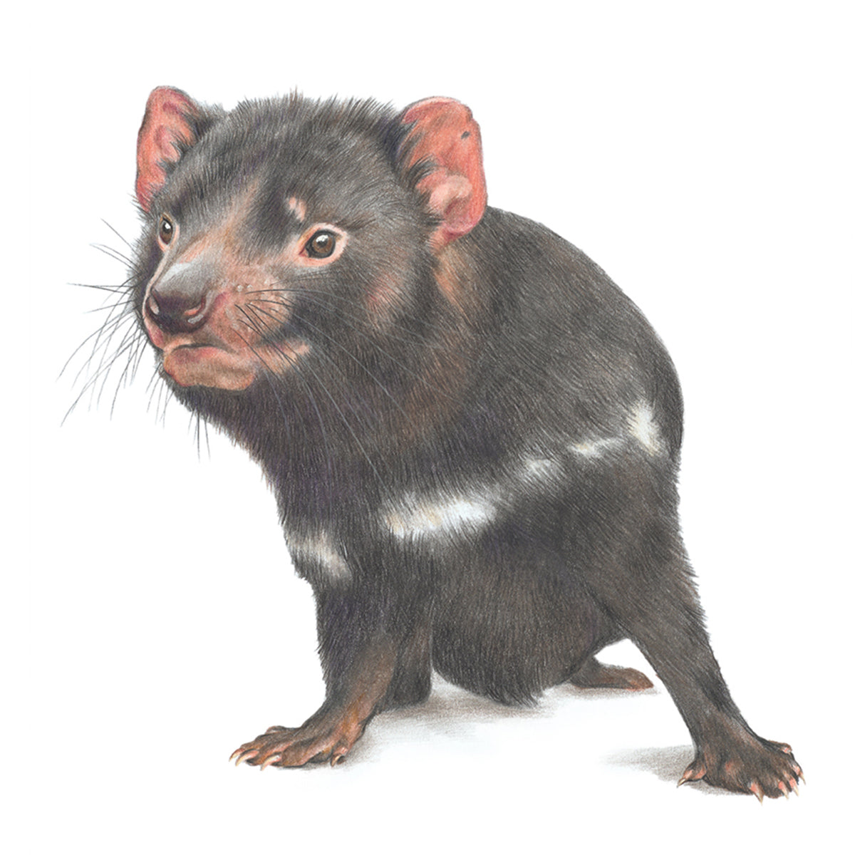 Tasmanian Devil - Tea towel