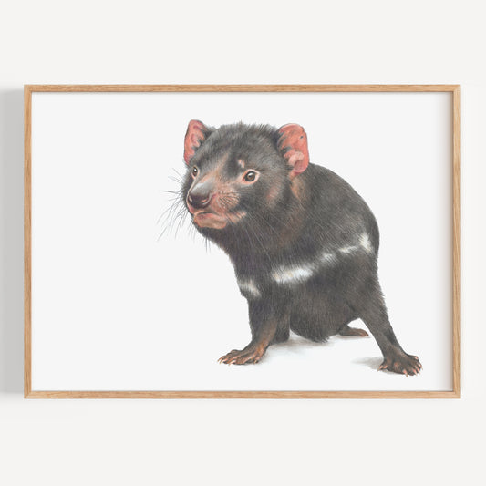 Tasmanian Devil - Fine Art Print