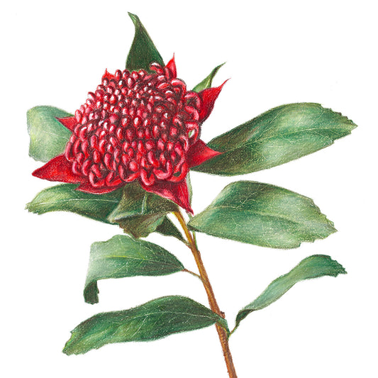 Waratah Fine Art Print