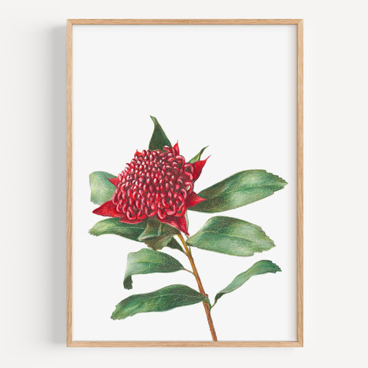 Waratah - Fine Art Print