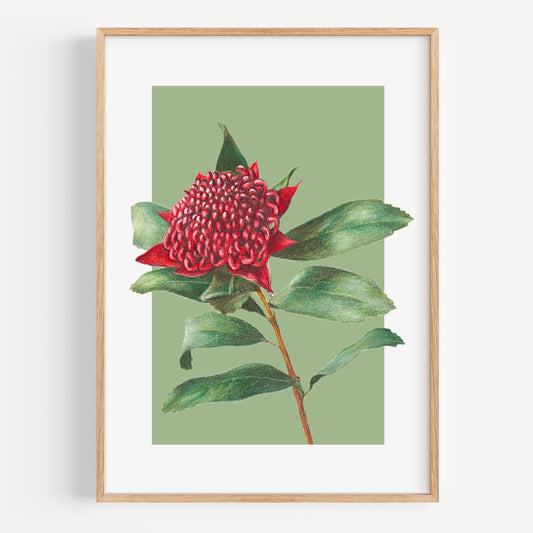 Waratah/green - Fine Art Print