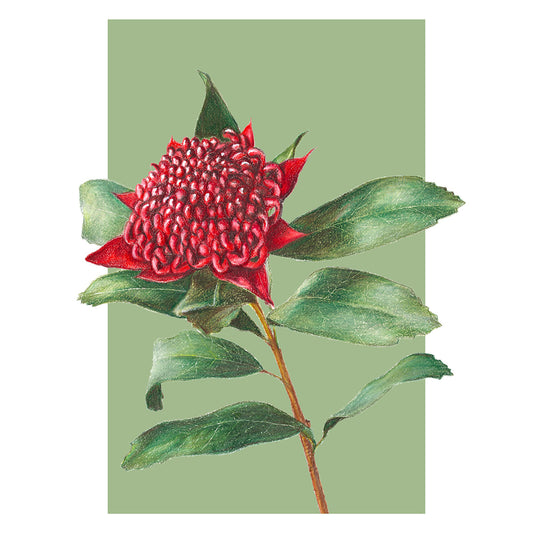 Waratah/green Fine Art Print