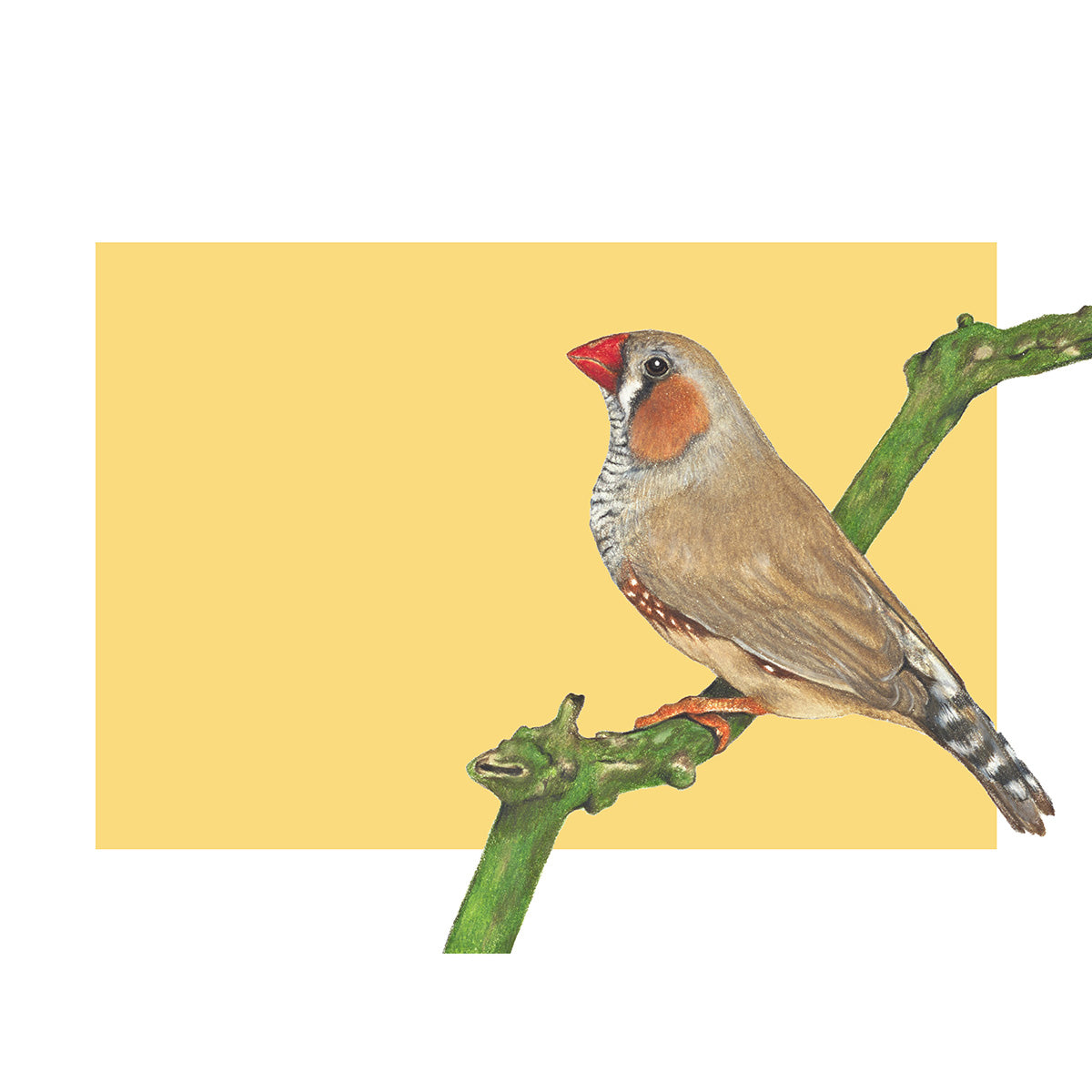 Zebra Finch/yellow Fine Art Print